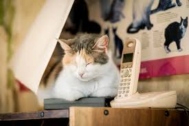 Emergency Care Hometown Mobile Vet Queensbury Ny