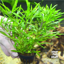 Image result for Pogostemon aquaticus