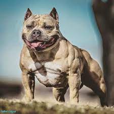 Pin Di K9 Bodybuilding
