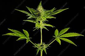 Image result for Cannabis sativa