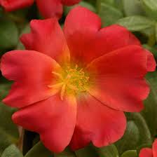 Image result for Portulaca collina