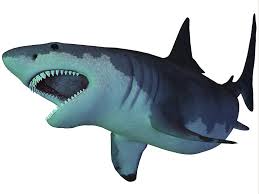 What does a megalodon eat? Der Megalodon Shark Ist Eine Ausgestorbene Megatoothed Hai Der In Vorgeschichtlicher Zeit Aus Dem Oligozan Bis Zum Pleistozan Epochen Poster Druck Bestanden Fruugo Lu