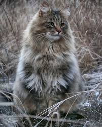 30 Pics Of Finnish Cats Living Their Best Winter Life Norwegian Forest Cat Cat Aesthetic Forest Cat