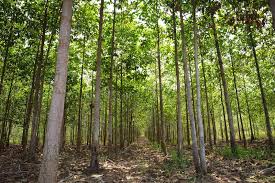 Teak Forests To The Environment Sponsored Sponsored Paid Forests Environment Teak Teak Forest Tree Forest