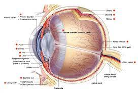 Eye Anatomy And Eye Diagram Iris Pharma Eye Anatomy Eye Anatomy Diagram Anatomy