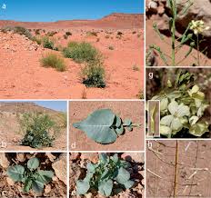 Image result for Erucastrum arabicum