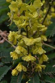 Image result for Caesalpinia decapetala