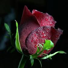 Roses With Dew Drops Rose With Dew Drops Flores Bonitas Flor De Dalia Rosas Pintadas