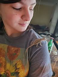 Adjustments for a healthy bearded dragon setup?