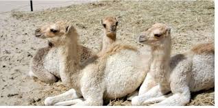 You have just had a baby girl, and we couldn't be more thrilled. Who Is The Camal Baby Brainly In