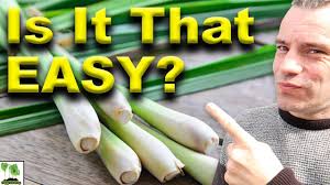 Place containers in a warm spot and keep the seeds moist; Grow Lemongrass At Home The Easy Way Youtube