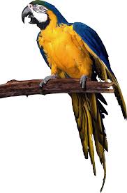 parrot clipart guacamaya picture 1830794 parrot clipart guacamaya 1830794 parrot clipart guacamaya