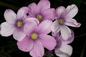 Image result for Linaceae