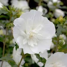 Hibiscus syriacus 'gandini van aart' (pw). White Pillar Hibiscus Spring Meadow Wholesale Liners Spring Meadow Nursery