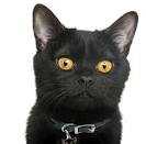 Bombays for Sale | Cats on Oodle Classifieds