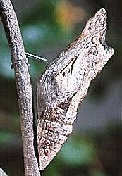 Image result for Deverra burchellii