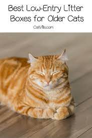 5 Best Low Entry Litter Boxes For Older Cats Older Cats Pet Fox Cats