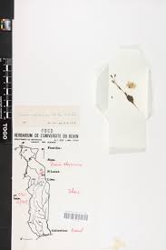 Image result for Emilia abyssinica