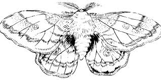 Maybe you would like to learn more about one of these? The Moth Spirit Animal Ultimate Guide Meanings Symbolism