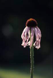 We did not find results for: Coneflowers Native Vs Hybrid Dyck Arboretum