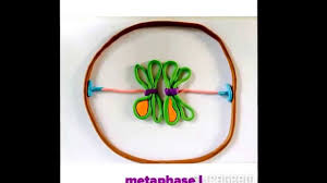 Mitosis (karyokinesis) * prophase * metaphase * anaphase * telophase 3. à¸à¸²à¸£à¹à¸š à¸‡à¹€à¸‹à¸¥à¸¥ à¹à¸šà¸šà¹„à¸¡à¹‚à¸­à¸‹ à¸ª Meiosis Youtube