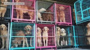 The search tool above returns a list of breeders located. Local Rescue Saves Golden Retrievers From Chinese Dog Meat Trade Kare11 Com