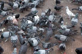 The bird flu is a disease caused when a bird is infected with one of four subtypes of avian influenza: Do Pigeons Carry Diseases Is Touching Them Dangerous Pigeonpedia