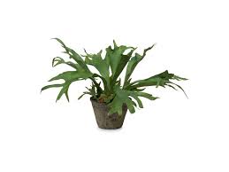 Image result for parožnatka Platycerium