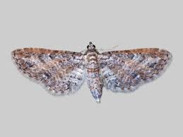 Image result for Eupithecia conterminata