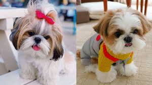 We did not find results for: Cute Shih Tzu Puppies And Dogs Videos Compilation Youtube