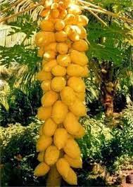 If you love eating juicy fruits, the fruit from this tree makes for an incredible choice. Resultado De Imagem Para Amazing Trees Fruits Benih Tanaman Pohon Buah
