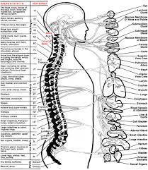 Gardner Chiropractic Understanding Chiropractic