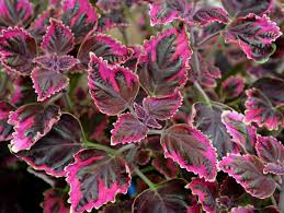 Image result for Coleus zombensis