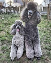 However, don't let their cute faces distract you from the important factors health and temperament. Silver Mini Standard Poodles Grey Poodle Poodle Dog Poodle