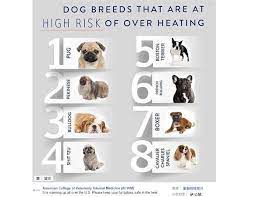 狗奴注意 美國獸醫內科學院公布8大容易中暑狗狗 dog breeds dogs king charles spaniel
