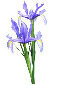 Free Image On Pixabay Iris Dutch Flowers Blue Plant Blue Iris Flowers Iris Flowers Dutch Iris