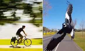 Cyclist dies after 'swooping magpie' attacks, runs him off road, police say. Cyclist Dies While Trying To Avoid A Swooping Magpie In Nicholson Park In Woonona Daily Mail Online