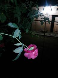 Selasa, 13 april 2021 14:18 wib. Harummu Membuat Langkahku Terhenti Steemit