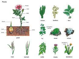 Shoot Noun Definition Pictures Pronunciation And Usage Notes Types Of Flowers Plant Classification Different Types Of Flowers