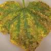This fungus disease can be the bane of the inexperienced seed starter and comes in this type of damping off mainly affects very small seedlings and becomes is less of a problem as. 1