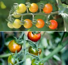 Tomato varieties resistant to late blight. Growing Cherry Tomatoes Hydroponically A Ful Guide Gardening Tips
