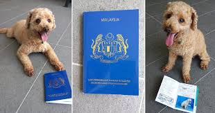 Malaysia pet passport & import regulations. Did You Know That You Can Register For A Malaysian Animal Identification Card For Pets World Of Buzz