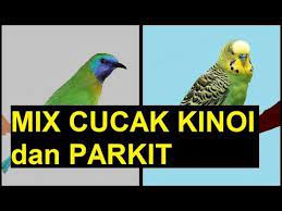 Burung Masteran Murai Batu Lovebird Kenari Kolibri Kacer Cucak Ijo Cendet Mix Cucak Kinoi Dan Parkit Mp3 Suara Burung Cucak Kinoi Gacor Mp3 Suara Burung K Suara