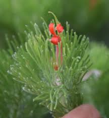 Image result for Volusia amboinensis