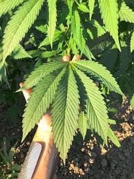 Indica demanding less time will grow in a maximum of 60 days with short, bushy and broad leaves. Sativa X Indica Main Differences Girls In Green