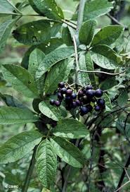 Image result for Ampelocissus abyssinica