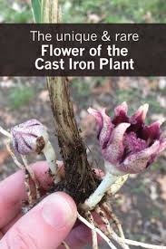 Pin On How Does Your Garden Grow