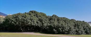 Image result for Sideroxylon inerme