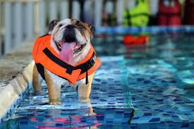The 25 Best Dog Life Jackets Of 2019 Pet Life Today