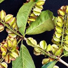 Image result for Combretum padoides
